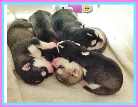 シベリアンハスキー　子犬販売の専門店　AngelWan　横浜