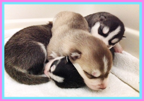 シベリアンハスキー 子犬販売の専門店 AngelWan 横浜