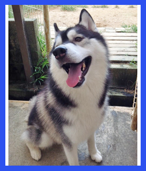 シベリアンハスキー　父犬　子犬販売の専門店　AngelWan　横浜