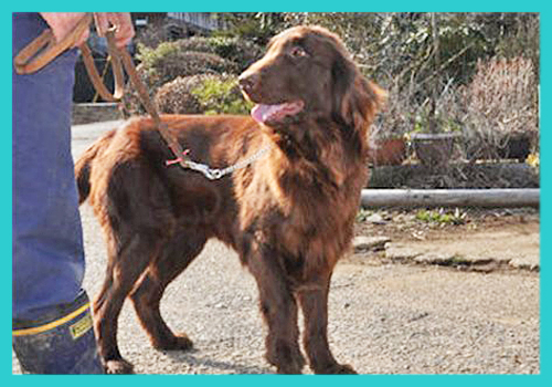 フラットコーテッドレトリバー 父犬 子犬販売の専門店 AngelWan 横浜