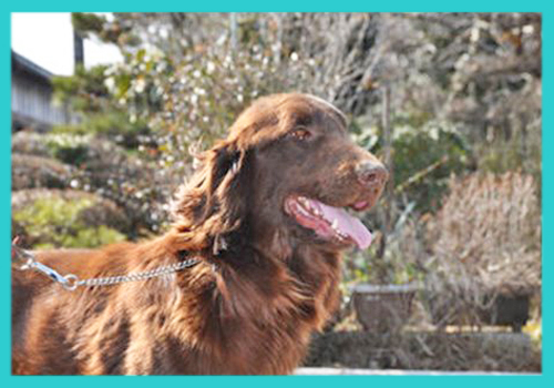 フラットコーテッドレトリバー 父犬 子犬販売の専門店 AngelWan 横浜