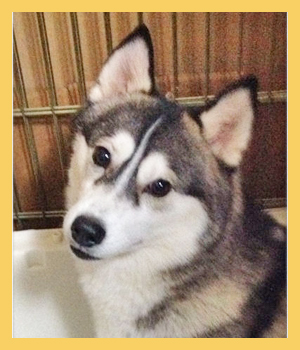 シベリアンハスキー 母犬 子犬販売の専門店 AngelWan 横浜