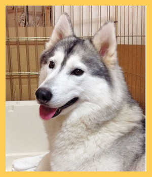 シベリアンハスキー　母犬　子犬販売の専門店　AngelWan　横浜