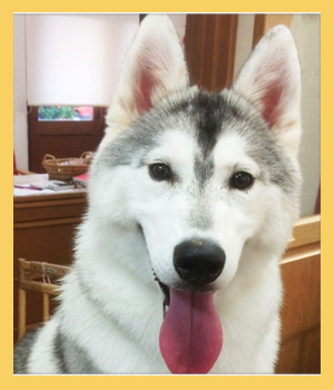 シベリアンハスキー　母犬　子犬販売の専門店　AngelWan　横浜