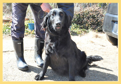フラットコーテッドレトリバー 母犬 子犬販売の専門店 AngelWan 横浜