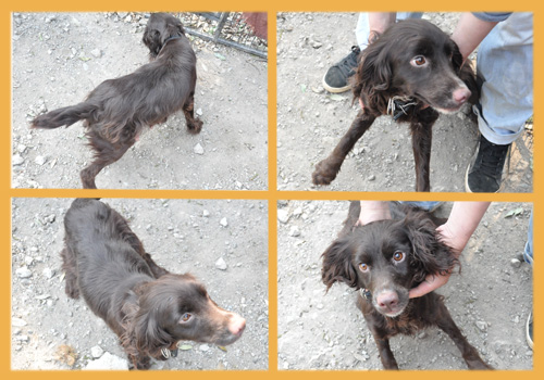 イングリッシュコッカースパニエル　母犬　子犬販売の専門店　AngelWan　横浜