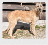 アイリッシュウルフハウンド　千葉犬舎　ルナ　子犬販売の専門店　AngelWan　横浜