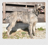 アイリッシュウルフハウンド　千葉犬舎　ロビン　子犬販売の専門店　AngelWan　横浜