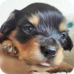 ミックス チワックス オス 子犬販売の専門店 AngelWan 横浜