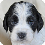 イングリッシュコッカースパニエル ブラック&ホワイト メス 子犬販売の専門店 AngelWan 横浜