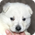 ホワイトシェパード　子犬販売の専門店　AngelWan　横浜