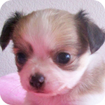 チワワ　フォーン＆ホワイト　メス　子犬販売の専門店　AngelWan　横浜