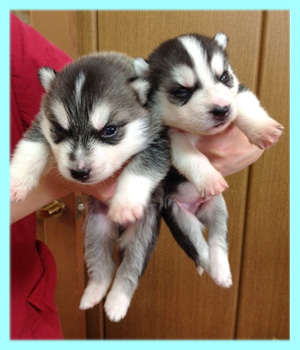 シベリアンハスキー　ブラック＆ホワイト　オス　子犬販売の専門店　AngelWan　横浜