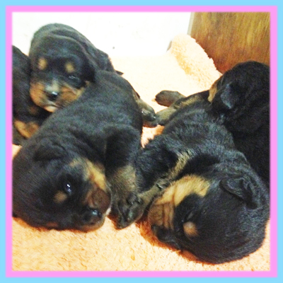 ミックス　ブラック＆タン　子犬販売の専門店　AngelWan　横浜