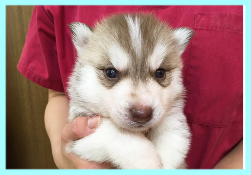 シベリアンハスキー レッド&ホワイト オス 子犬販売の専門店 AngelWan 横浜