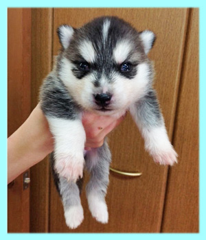 シベリアンハスキー　ブラック＆ホワイト　オス　子犬販売の専門店　AngelWan　横浜