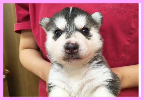 シベリアンハスキー　ブラック＆ホワイト　メス　子犬販売の専門店　AngelWan　横浜