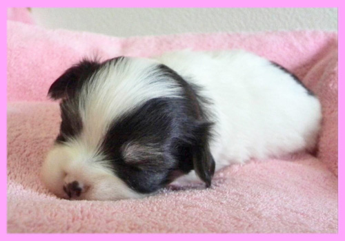 ミックス　チワマル　メス　子犬販売の専門店　AngelWan　横浜