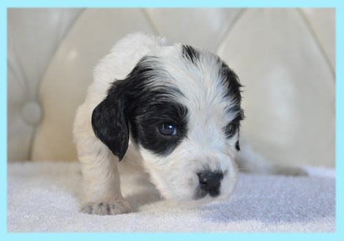 イングリッシュコッカースパニエル ブラック&ホワイト オス 子犬販売の専門店 AngelWan 横浜