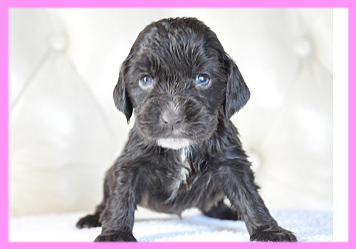 イングリッシュコッカースパニエル チョコレート メス 子犬販売の専門店 AngelWan 横浜
