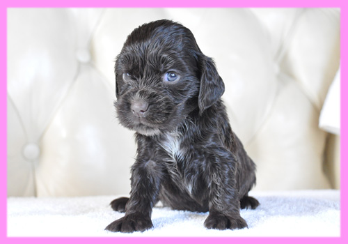 イングリッシュコッカースパニエル　チョコレート　メス　子犬販売の専門店　AngelWan　横浜