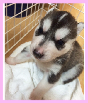 シベリアンハスキー　メス　ブラック＆ホワイト　子犬販売の専門店　AngelWan　横浜