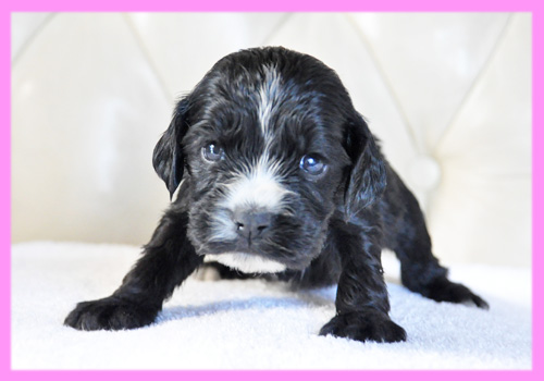 イングリッシュコッカースパニエル　ブラック　メス　子犬販売の専門店　AngelWan　横浜