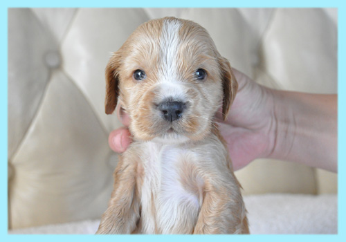 イングリッシュコッカースパニエル　レッド　オス　子犬販売の専門店　AngelWan　横浜