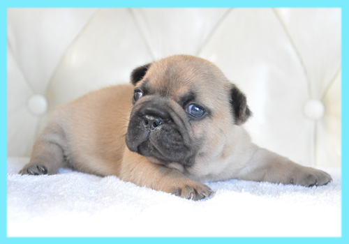 フレンチブルドッグ　フォーン　オス　子犬販売の専門店　AngelWan　横浜