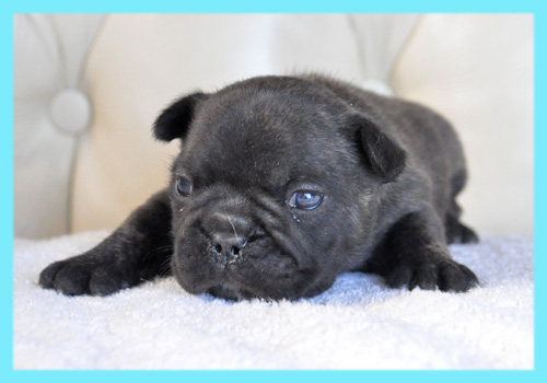 フレンチブルドッグ　ブリンドル　オス　子犬販売の専門店　AngelWan　横浜