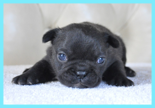 フレンチブルドッグ　ブリンドル　オス　子犬販売の専門店　AngelWan　横浜