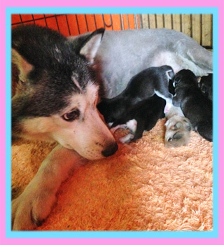 シベリアンハスキー　ブラック＆ホワイト　子犬販売の専門店　AngelWan　横浜
