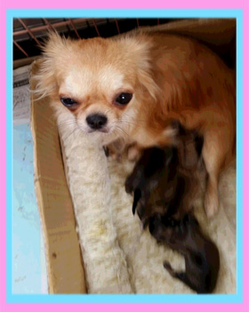 チワワ　ロング　子犬販売の専門店　AngelWan　横浜