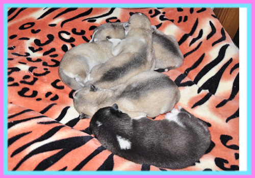 シベリアンハスキー　子犬販売の専門店　AngelWan　横浜