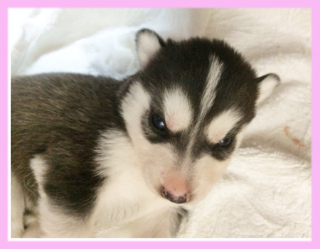 シベリアンハスキー　メス　ブラック＆ホワイト　子犬販売の専門店　AngelWan　横浜