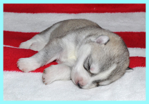 シベリアンハスキー　シルバー＆ホワイト　オス　子犬販売の専門店　AngelWan　横浜