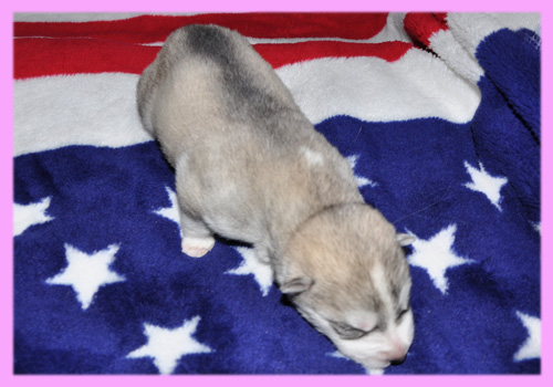 シベリアンハスキー シルバー&ホワイト メス 子犬販売の専門店 AngelWan 横浜