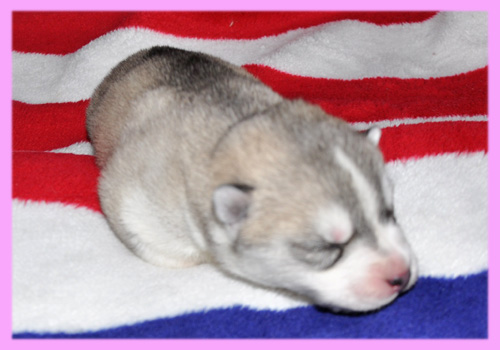 シベリアンハスキー シルバー&ホワイト メス 子犬販売の専門店 AngelWan 横浜