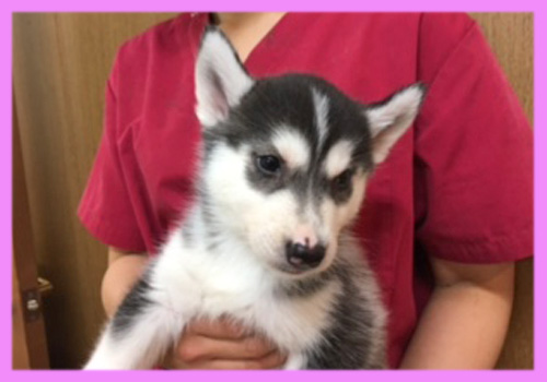 シベリアンハスキー　ブラック＆ホワイト　メス　子犬販売の専門店　AngelWan　横浜