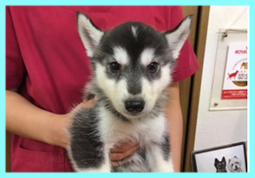 シベリアンハスキー ブラック&ホワイト オス 子犬販売の専門店 AngelWan 横浜