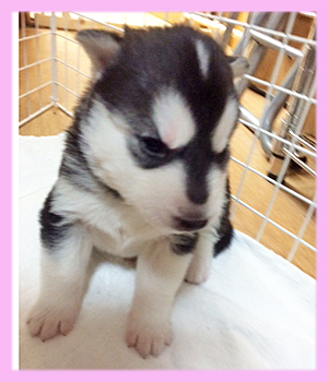 シベリアンハスキー　メス　ブラック＆ホワイト　子犬販売の専門店　AngelWan　横浜