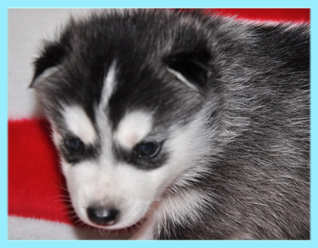シベリアンハスキー　ブラック＆ホワイト　オス　子犬販売の専門店　AngelWan　横浜