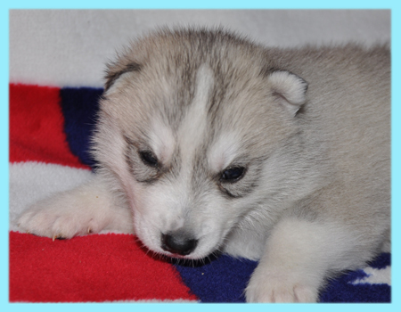 シベリアンハスキー　シルバー＆ホワイト　オス　子犬販売の専門店　AngelWan　横浜