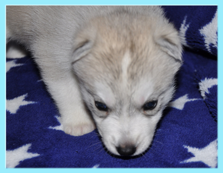 シベリアンハスキー　シルバー＆ホワイト　オス　子犬販売の専門店　AngelWan　横浜