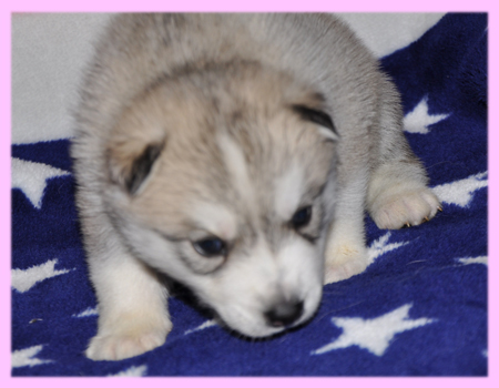 シベリアンハスキー シルバー&ホワイト メス 子犬販売の専門店 AngelWan 横浜