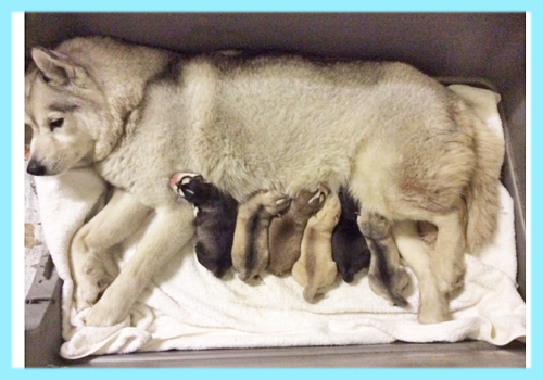 シベリアンハスキー　オス　子犬販売の専門店　AngelWan　横浜