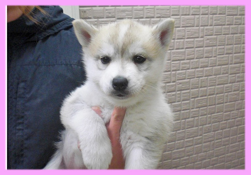 シベリアンハスキー シルバー&ホワイト メス 子犬販売の専門店 AngelWan 横浜