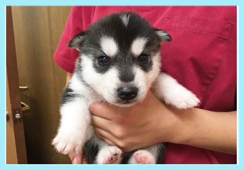 シベリアンハスキー ブラック&ホワイト オス 子犬販売の専門店 AngelWan 横浜