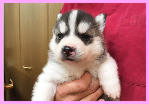 シベリアンハスキー ブラック&ホワイト メス 子犬販売の専門店 AngelWan 横浜