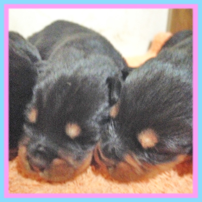 ミックス　ブラック＆タン　子犬販売の専門店　AngelWan　横浜